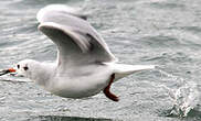 Mouette rieuse