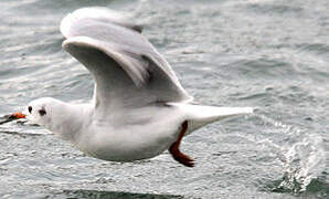 Black-headed Gull