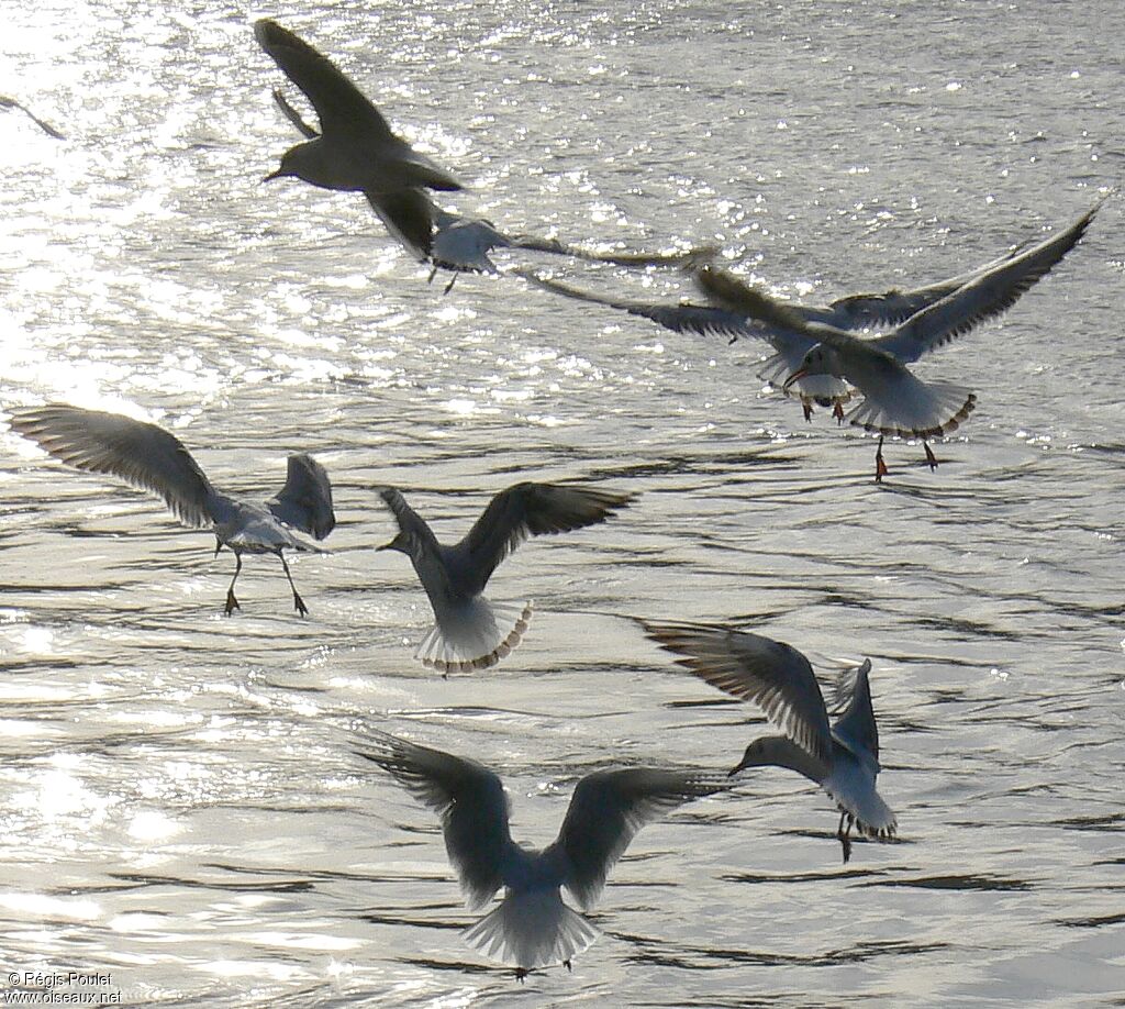 Mouette rieuse, Vol