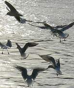 Mouette rieuse