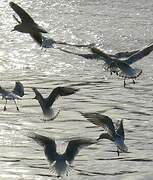 Black-headed Gull