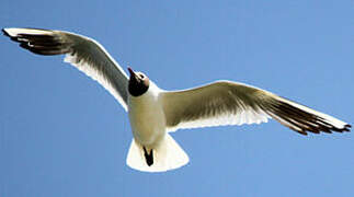 Mouette rieuse