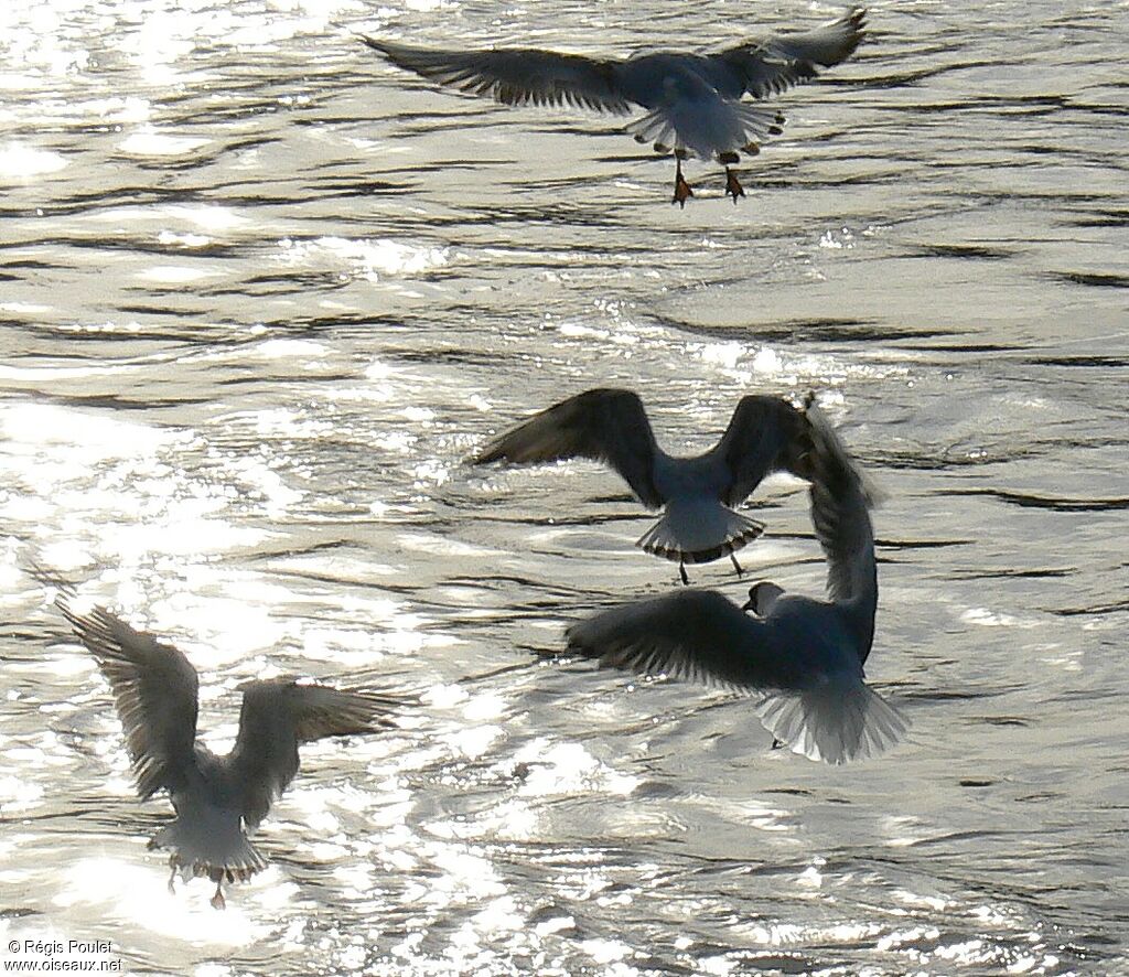 Mouette rieuse, Vol