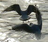 Mouette rieuse