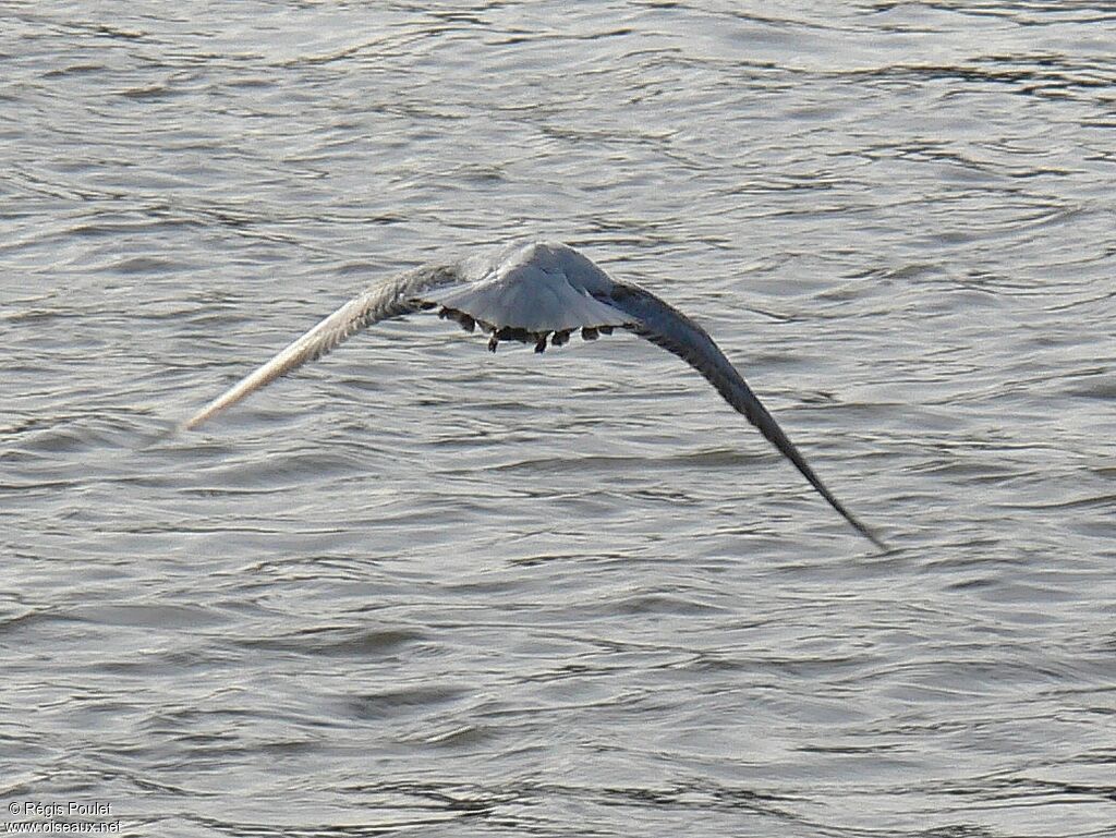 Black-headed Gull