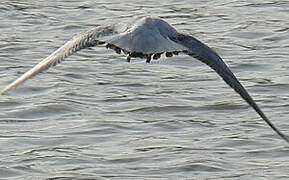 Mouette rieuse