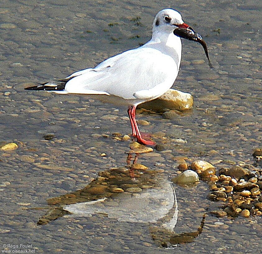 Black-headed Gulladult post breeding