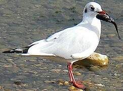 Mouette rieuse