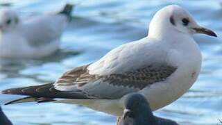 Mouette rieuse