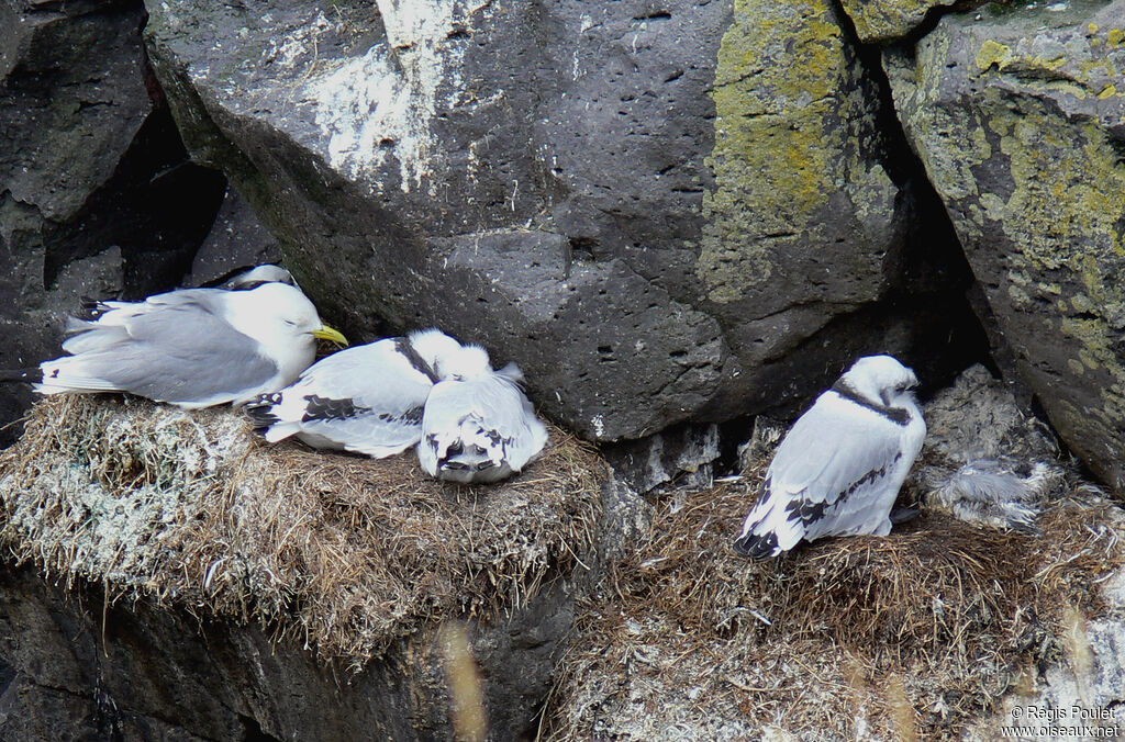 Mouette tridactyle