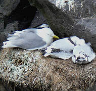 Mouette tridactyle