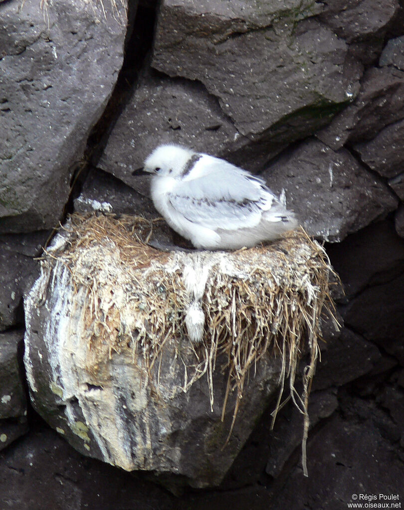 Mouette tridactyleimmature