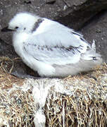 Black-legged Kittiwake