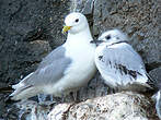 Mouette tridactyle