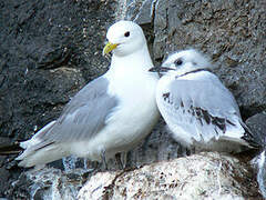 Black-legged Kittiwake