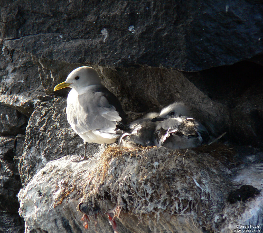 Black-legged Kittiwake