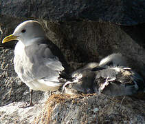 Black-legged Kittiwake