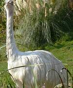 Greater Rhea