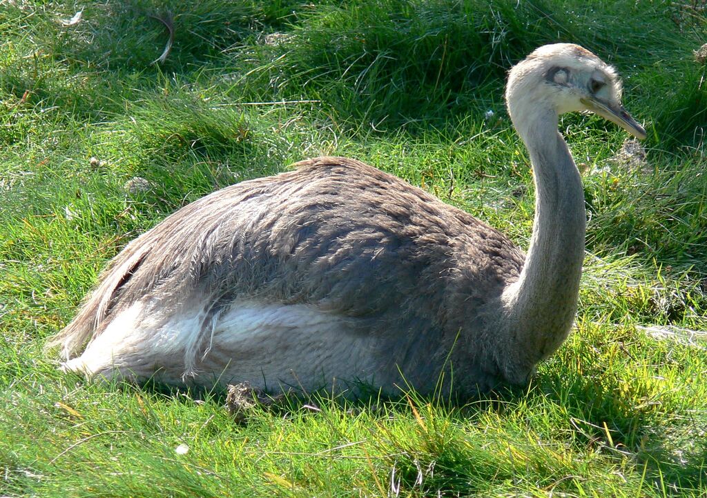 Greater Rhea female adult