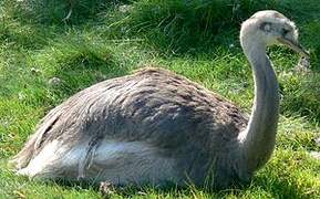 Greater Rhea