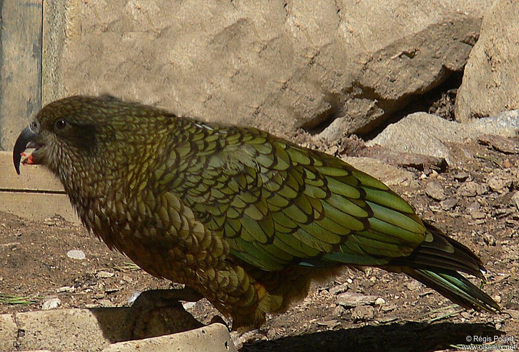 Kea