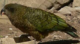 Kea