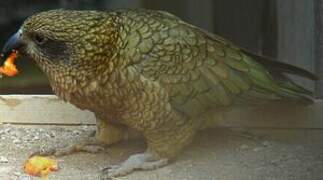 Kea