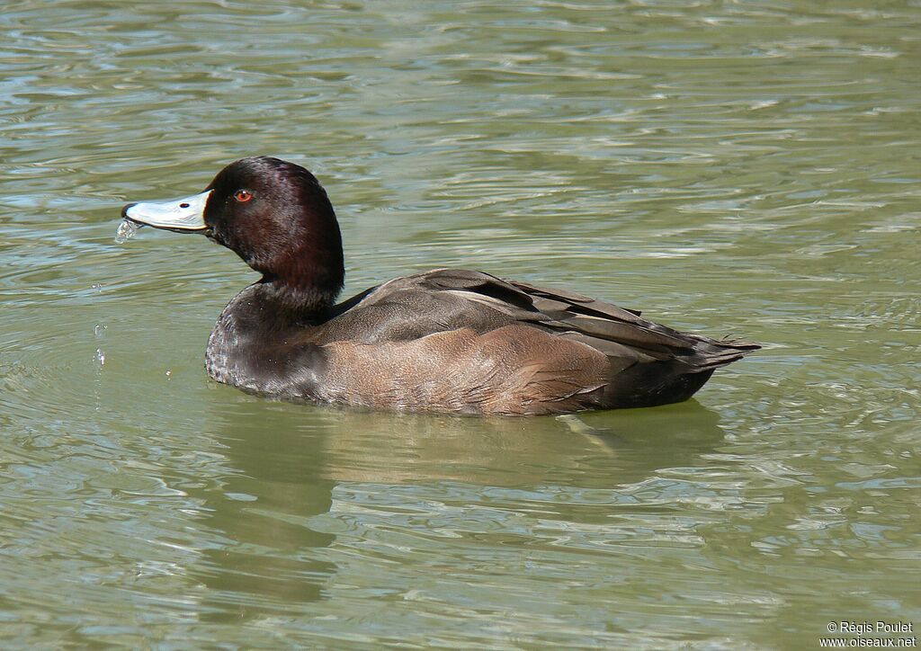 Southern Pochard male adult