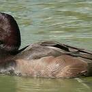 Nette brune