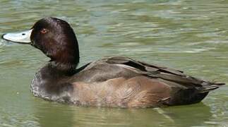 Southern Pochard