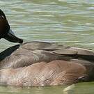 Nette brune