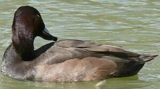 Southern Pochard