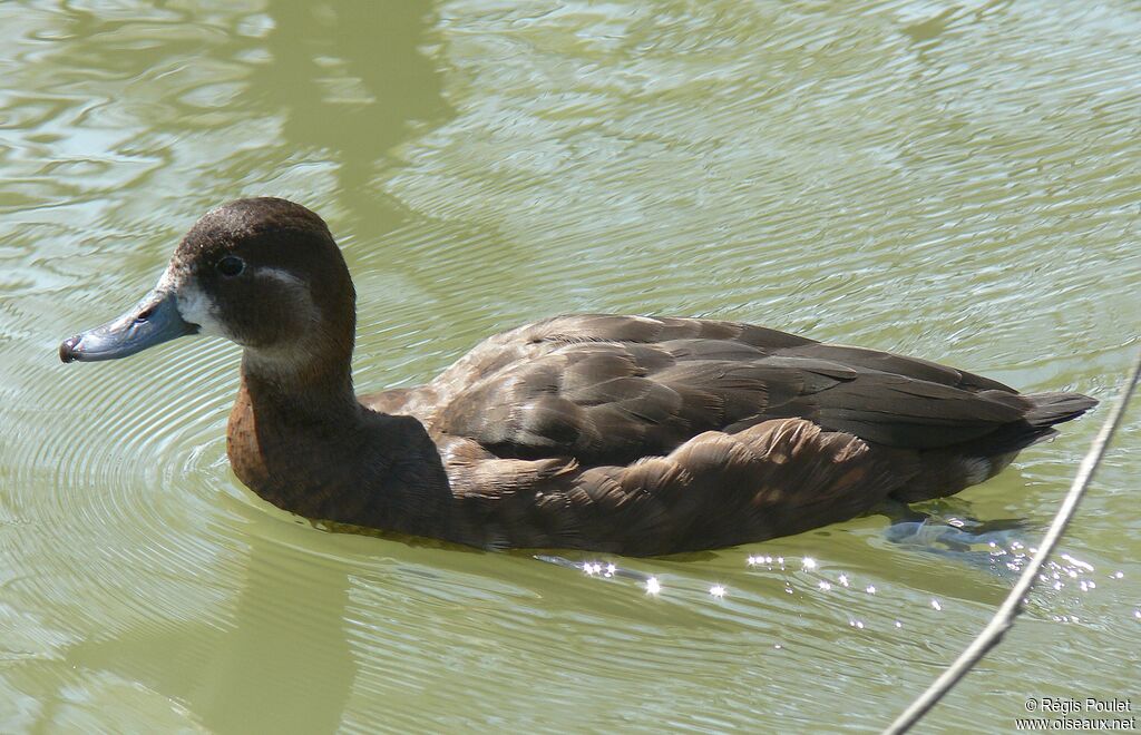 Southern Pochard female adult