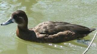 Southern Pochard