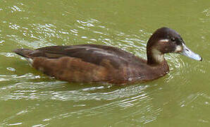 Southern Pochard