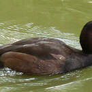Nette brune