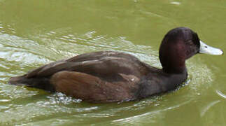 Southern Pochard