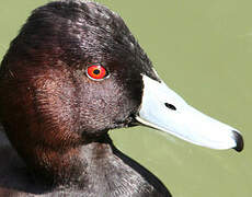 Southern Pochard