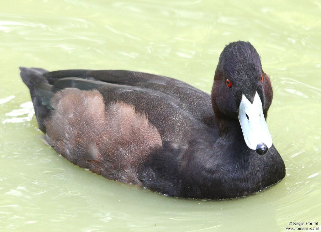 Southern Pochard male adult, identification