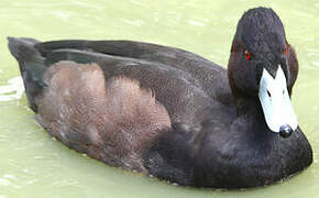 Southern Pochard