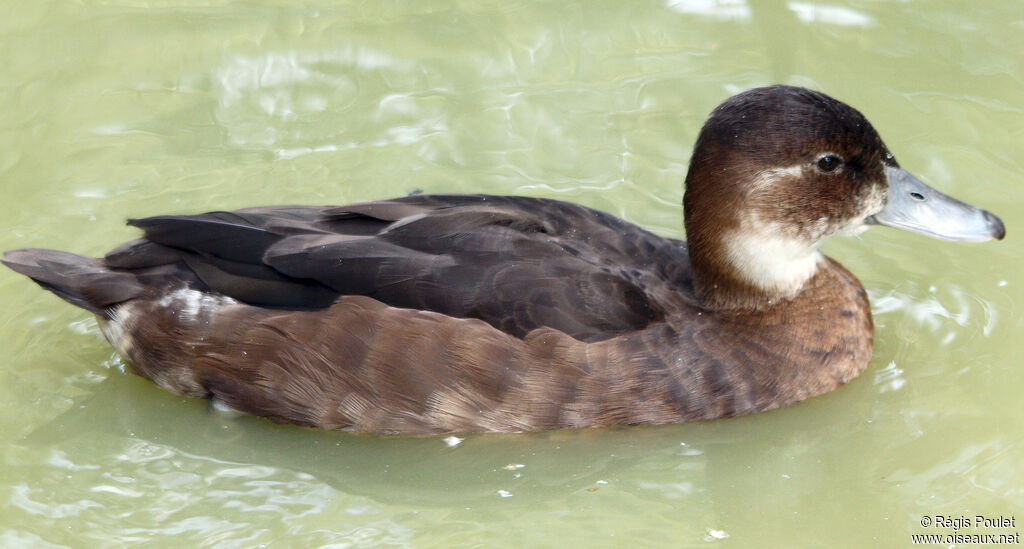 Nette brune femelle adulte, identification