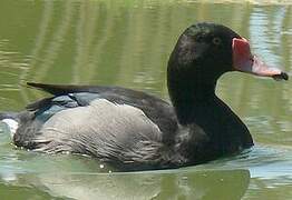 Rosy-billed Pochard