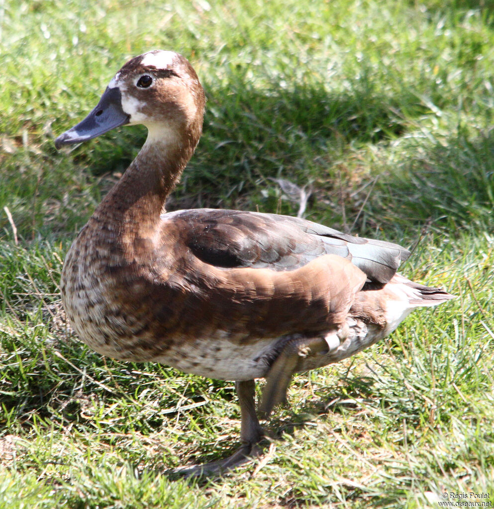 Rosy-billed Pochard female adult, identification