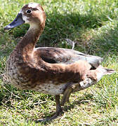 Rosy-billed Pochard