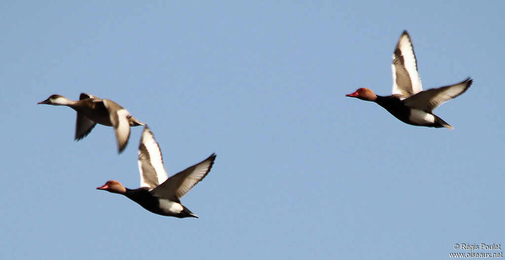 Red-crested Pochard adult, Flight