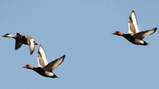 Red-crested Pochard