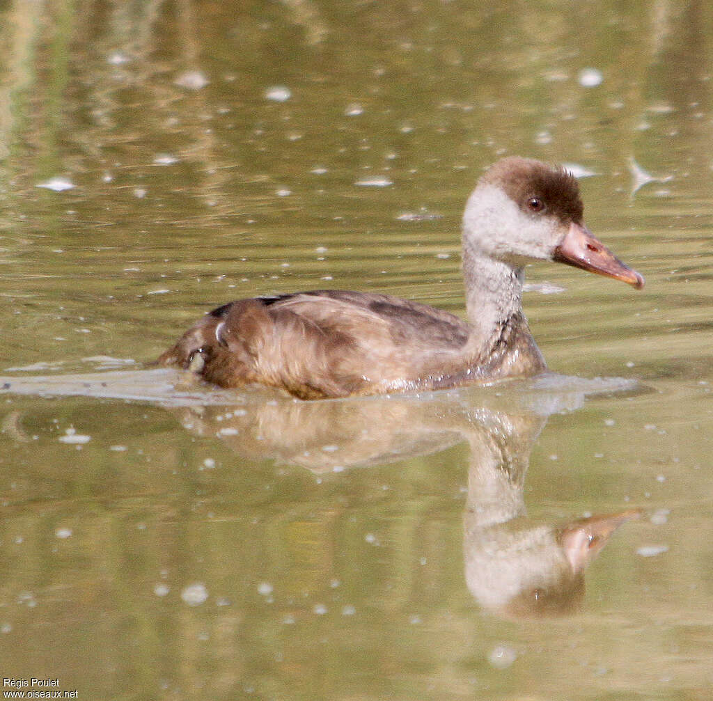 Red-crested Pochardjuvenile, identification