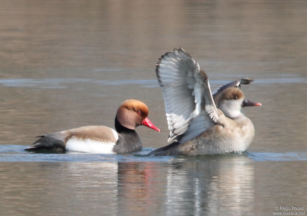 Red-crested Pochard , Behaviour