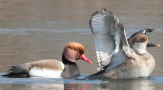 Red-crested Pochard