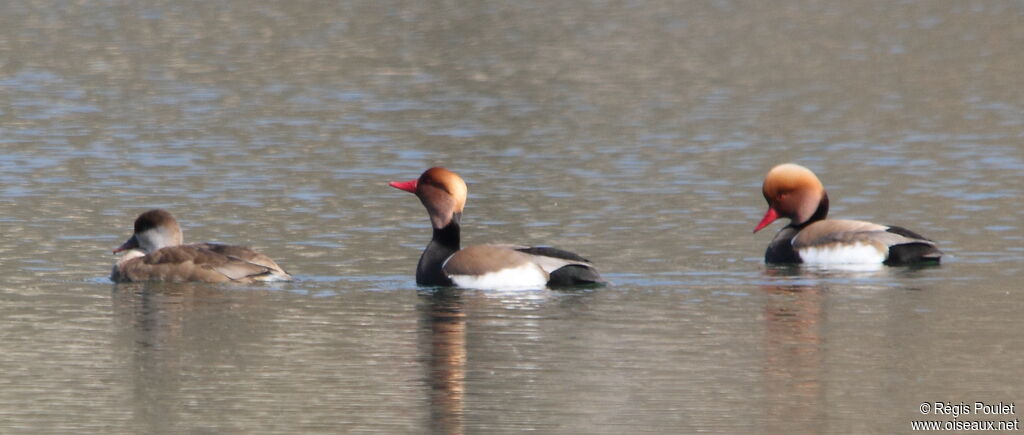 Nette rousse, Comportement